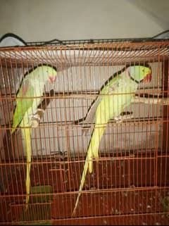 breeder pair