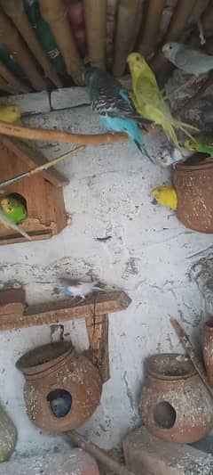 Budgies for sale. تمام طوطے صحت مند اور تندرست ہیں اور بریڈنگ کرتے ہیں