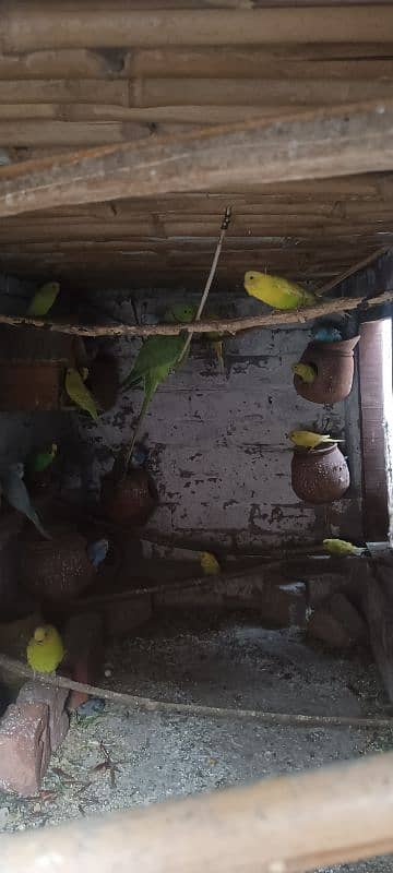 Budgies for sale. تمام طوطے صحت مند اور تندرست ہیں اور بریڈنگ کرتے ہیں 1