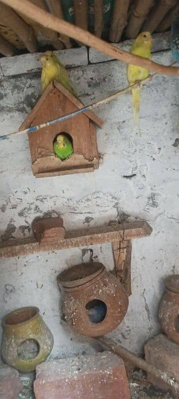 Budgies for sale. تمام طوطے صحت مند اور تندرست ہیں اور بریڈنگ کرتے ہیں 2