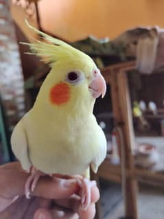 Hand Tamed Breeder Male Healthy Cocktail Parrot