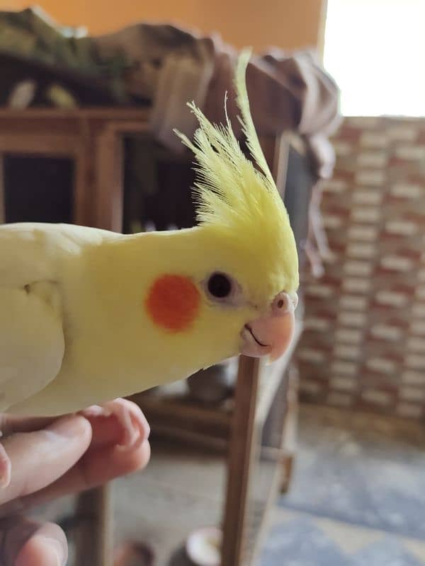 Hand Tamed Breeder Male Healthy Cocktail Parrot 1