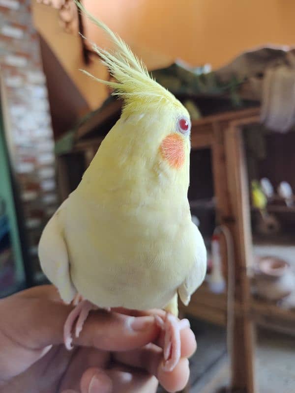 Hand Tamed Breeder Male Healthy Cocktail Parrot 2