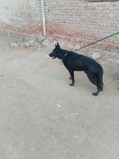 Black sheep long coat male  and female ka children