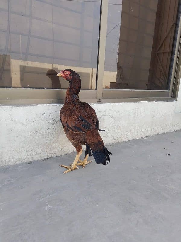 Aseel Female for sale 14