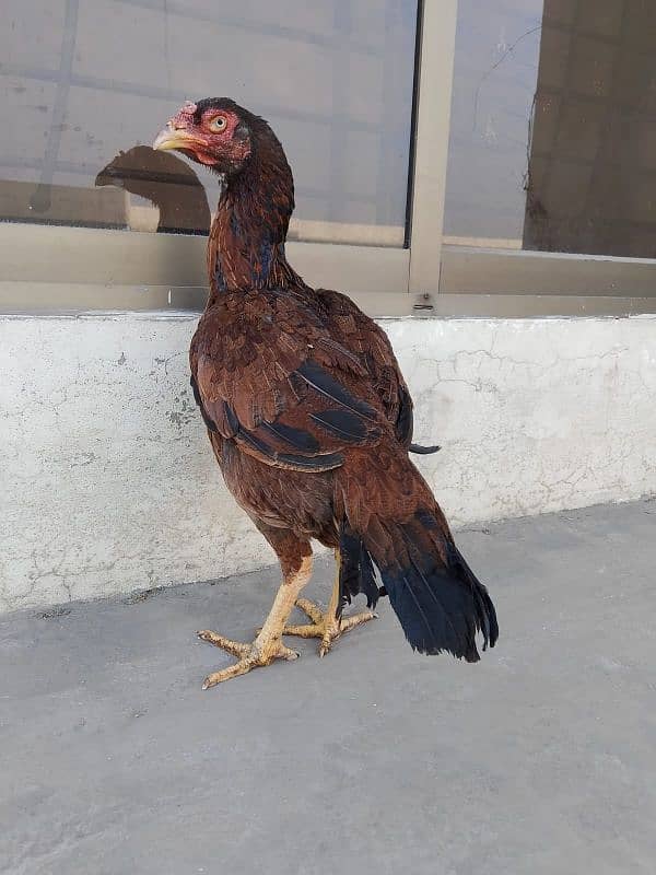 Aseel Female for sale 15