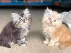 Persian kittens