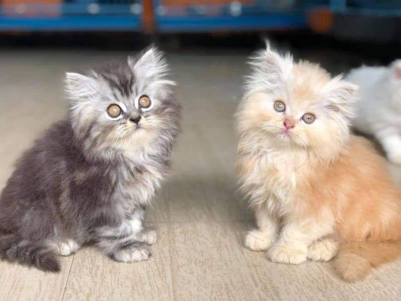 Persian kittens 0