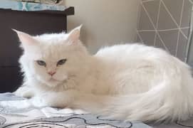 persian female cats available