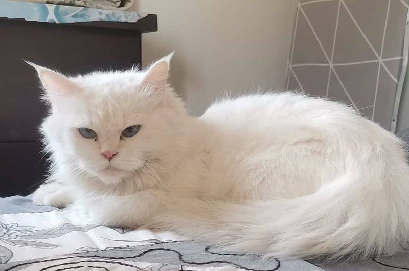 persian female cats available 0