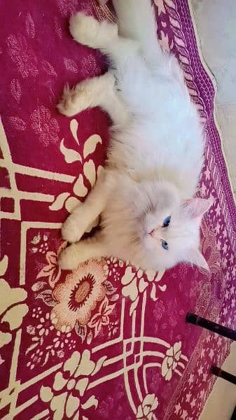 persian female cats available 1