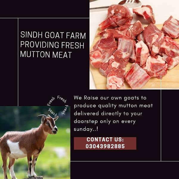 Fresh Goat Meat Available Every Sunday - Sindh Goat Farm 0