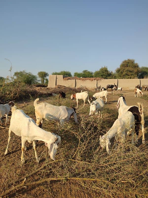 Fresh Goat Meat Available Every Sunday - Sindh Goat Farm 1