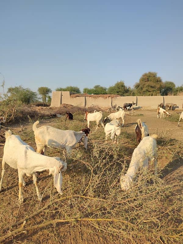 Fresh Goat Meat Available Every Sunday - Sindh Goat Farm 2