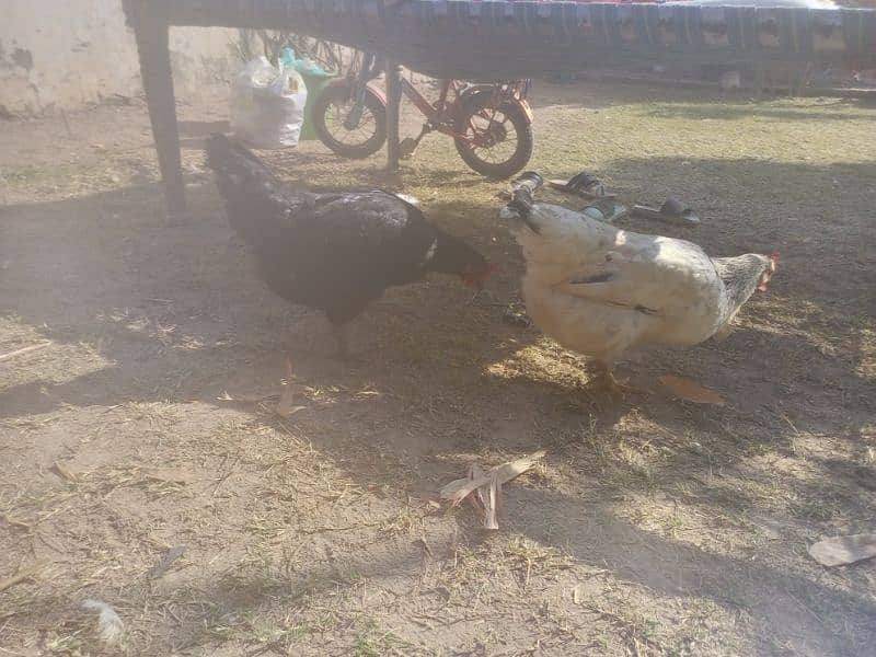 Desi Hens for sale egg laying 0