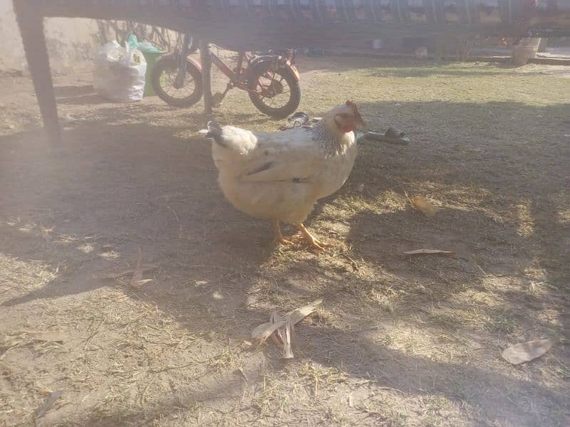 Desi Hens for sale egg laying 1