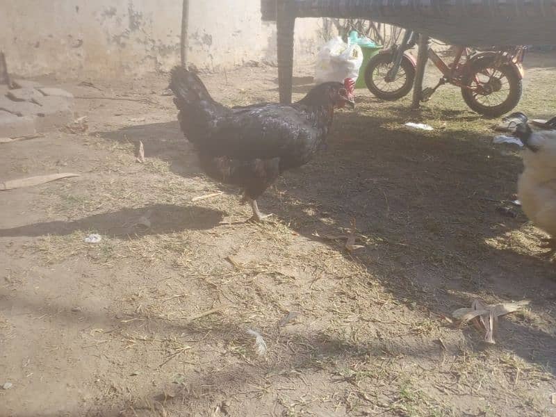 Desi Hens for sale egg laying 4