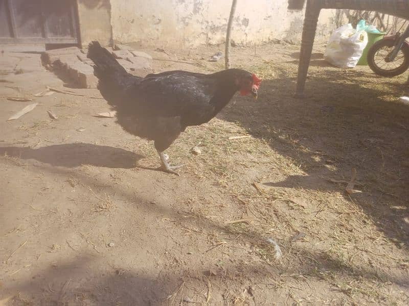 Desi Hens for sale egg laying 5