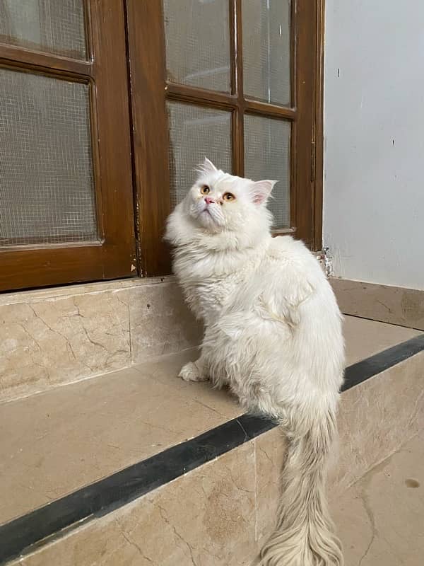 Persian cat 1