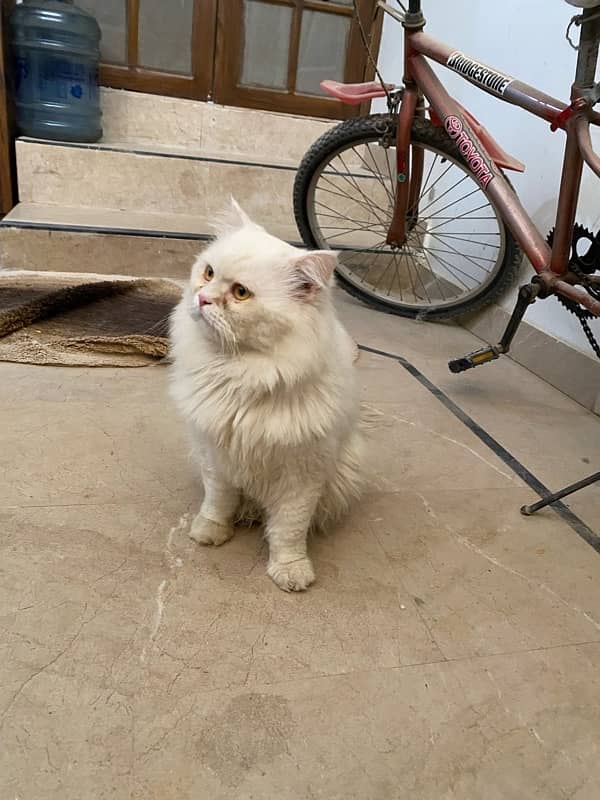 Persian cat 2