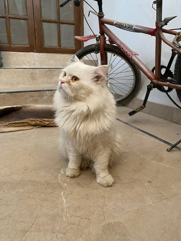 Persian cat 3