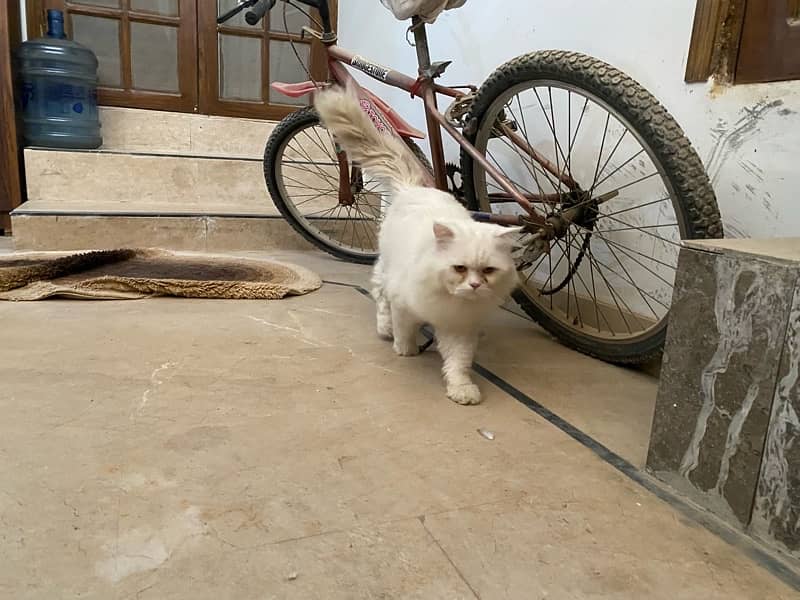 Persian cat 5