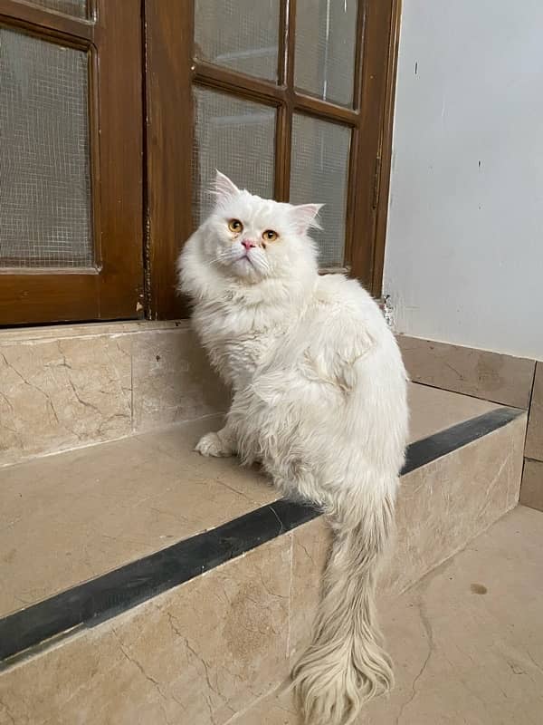 Persian cat 6