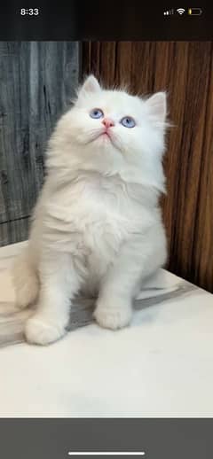 Extreme Quality Kitten/Cats/White/Triple Coated/Blue Eyes Kitten