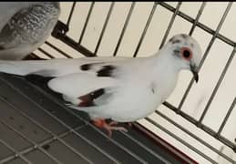 Breeder pair of Diamond pied dove Aplus quality