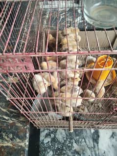 Golden Misri chicks 15 days +92 329 4573754