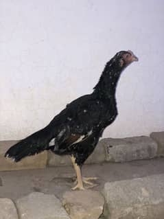 Aseel Hen For Sale