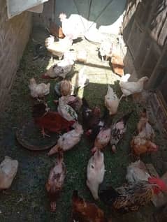 Ghr ki pali Desi murghian for sale