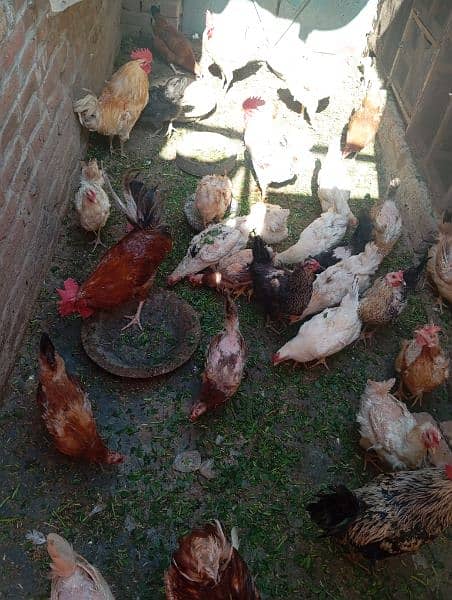 Ghr ki pali Desi murghian for sale 3