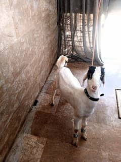 Bakra White Kda Flat