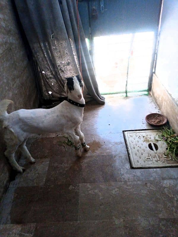 Bakra White Kda Flat 1