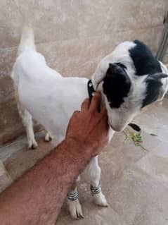 Bakra White Kda Flat