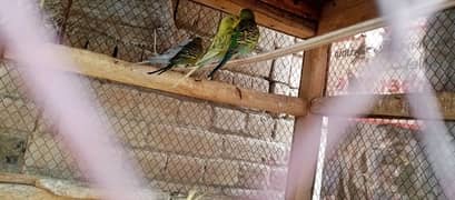 budgies and cage