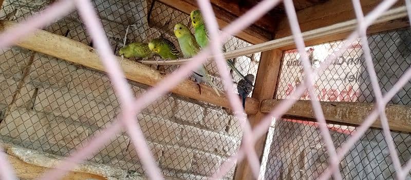 budgies and cage 1