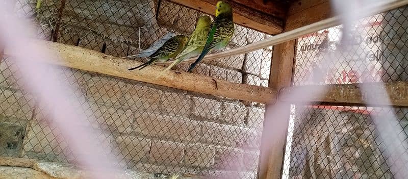 budgies and cage 2