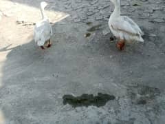 duckes