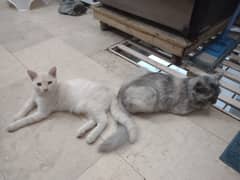 Persian Cat Pair