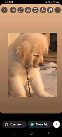 3 months old golden retriever