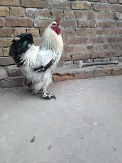 light bharama, black buff, golden buff hen eggs for sale