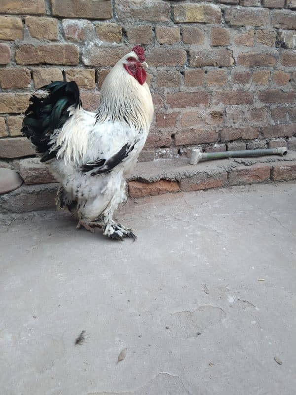 fancy hen eggs for sale 0