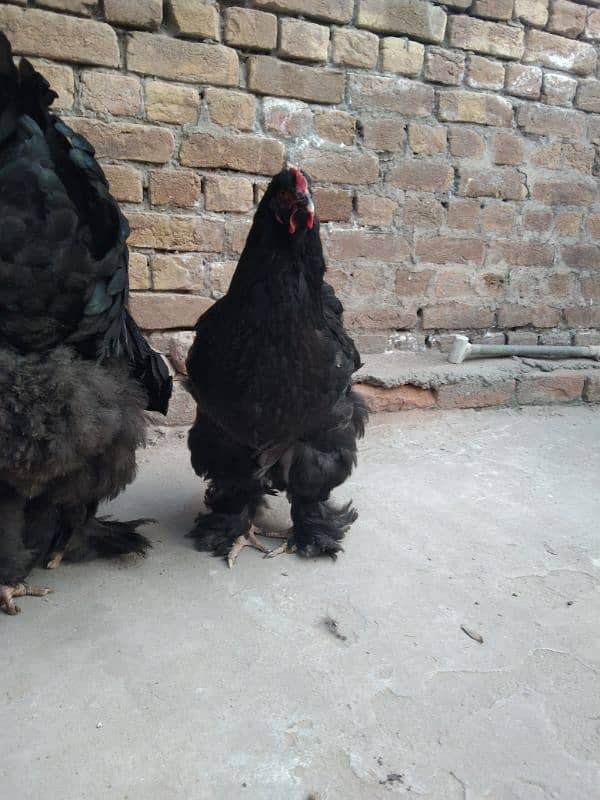 fancy hen eggs for sale 2