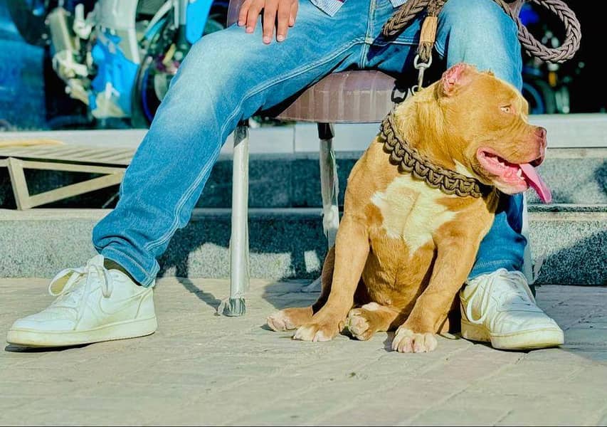 American bully for stud 0