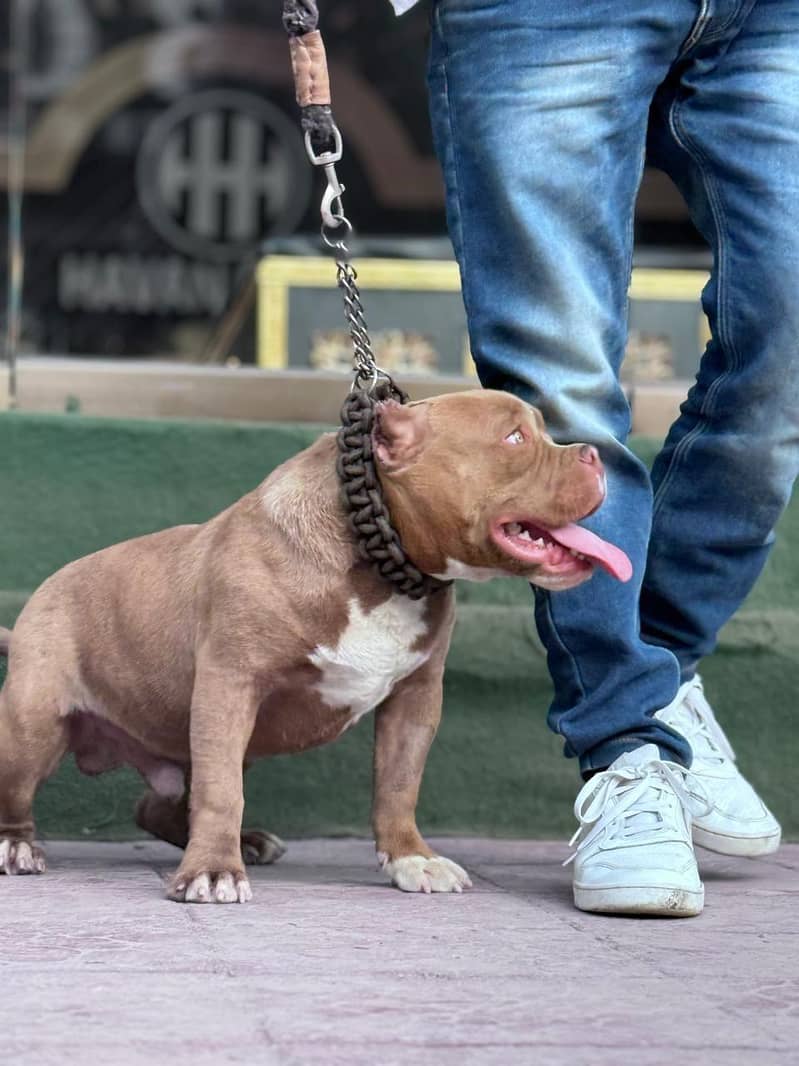 American bully for stud 2