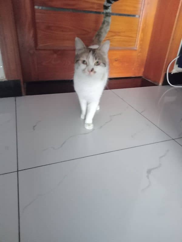 Cat available 2