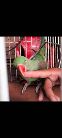 Raw parrot for sale