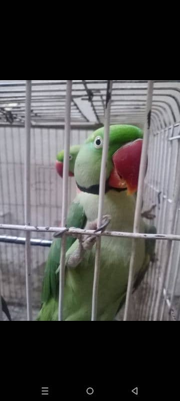 Raw parrot for sale 1